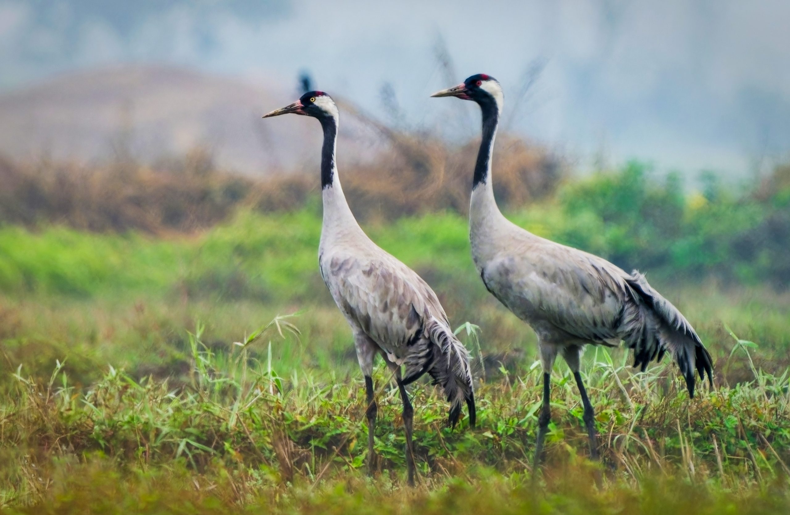 Common Crane