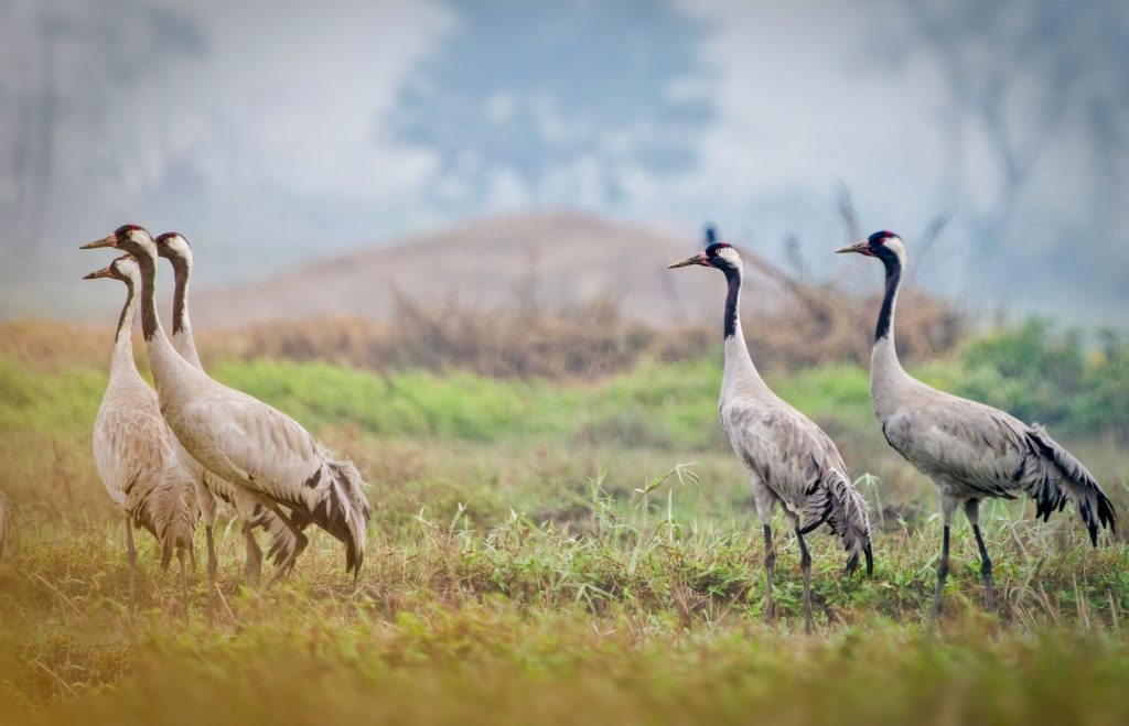 DSC06646 DxO Nepal Birding Tour | Bird Watching Tour in Nepal