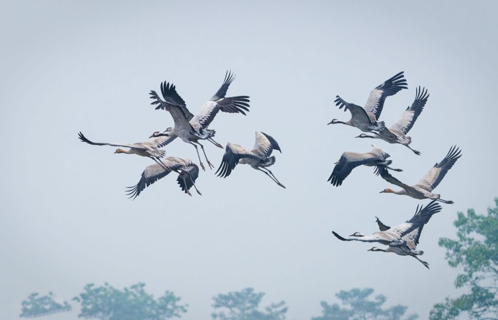 DSC06663 DxO Nepal Birding Tour | Bird Watching Tour in Nepal