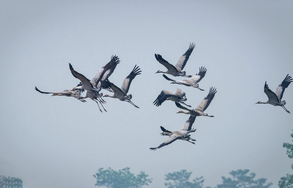 DSC06666 DxO Nepal Birding Tour | Bird Watching Tour in Nepal