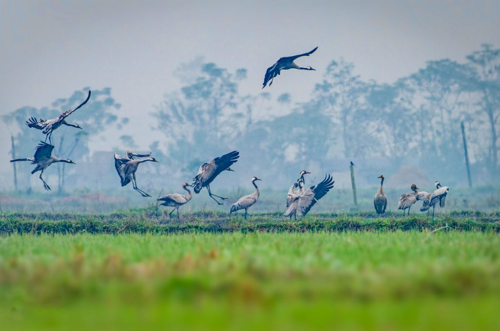 DSC06673 DxO Nepal Birding Tour | Bird Watching Tour in Nepal