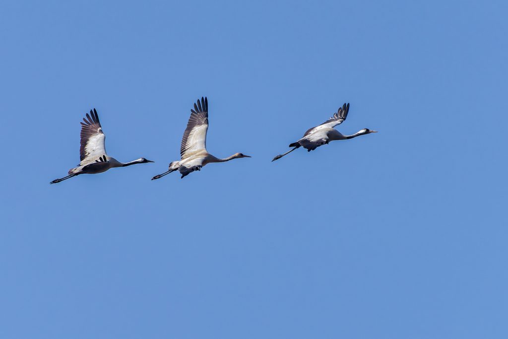 DSC7181 DxO Nepal Birding Tour | Bird Watching Tour in Nepal