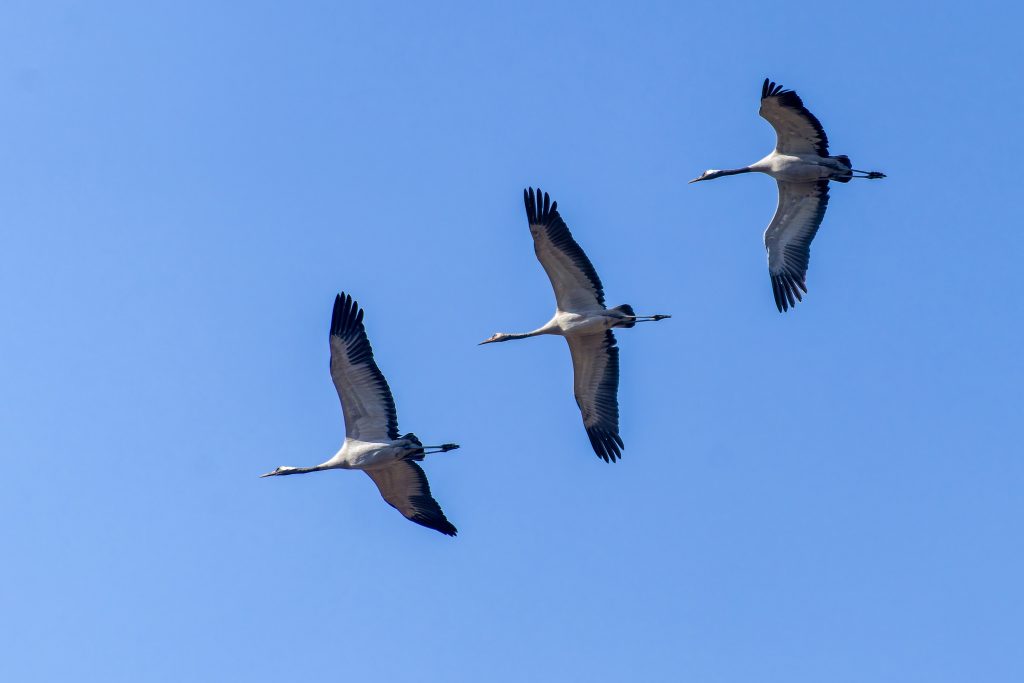 DSC7202 DxO Nepal Birding Tour | Bird Watching Tour in Nepal