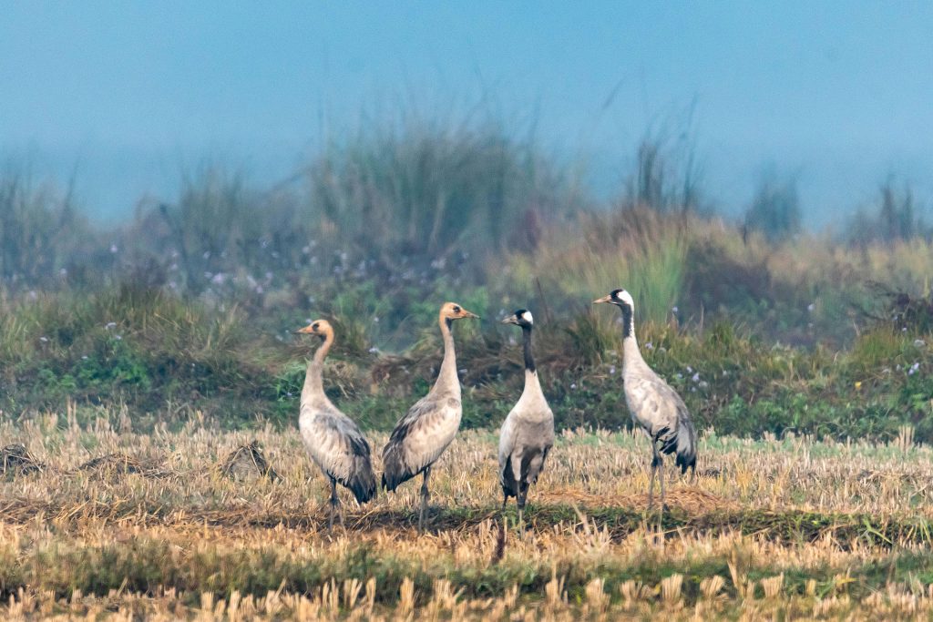 DSC 5636 Nepal Birding Tour | Bird Watching Tour in Nepal