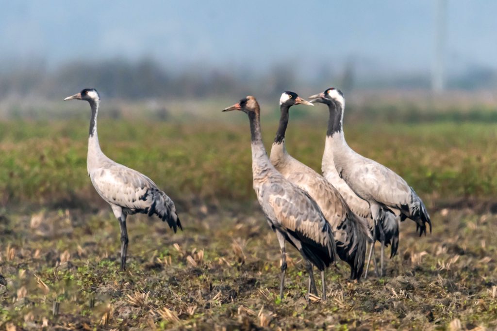 DSC 5656 Nepal Birding Tour | Bird Watching Tour in Nepal