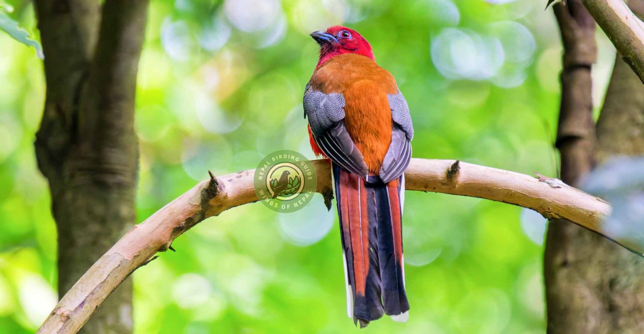 Bird Photography in Nepal
