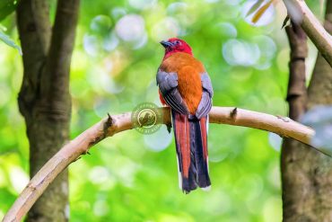 Bird Photography in Nepal