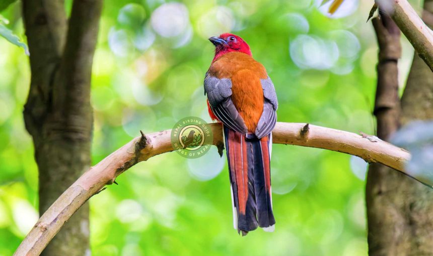Bird Photography in Nepal