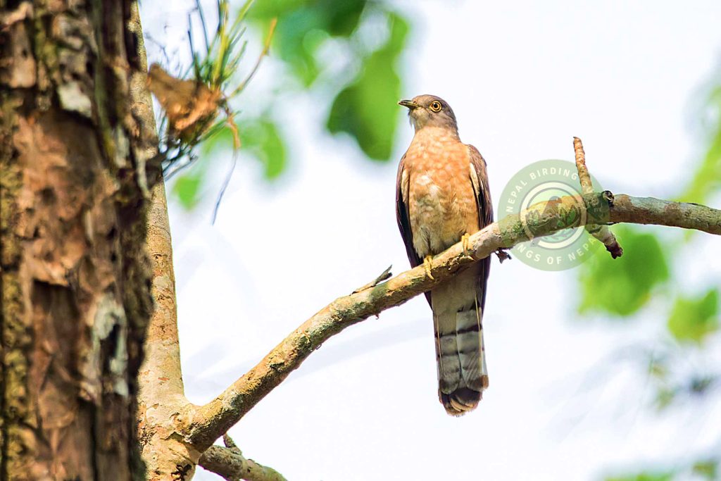 DSC02648 Nepal Birding Tour | Bird Watching Tour in Nepal