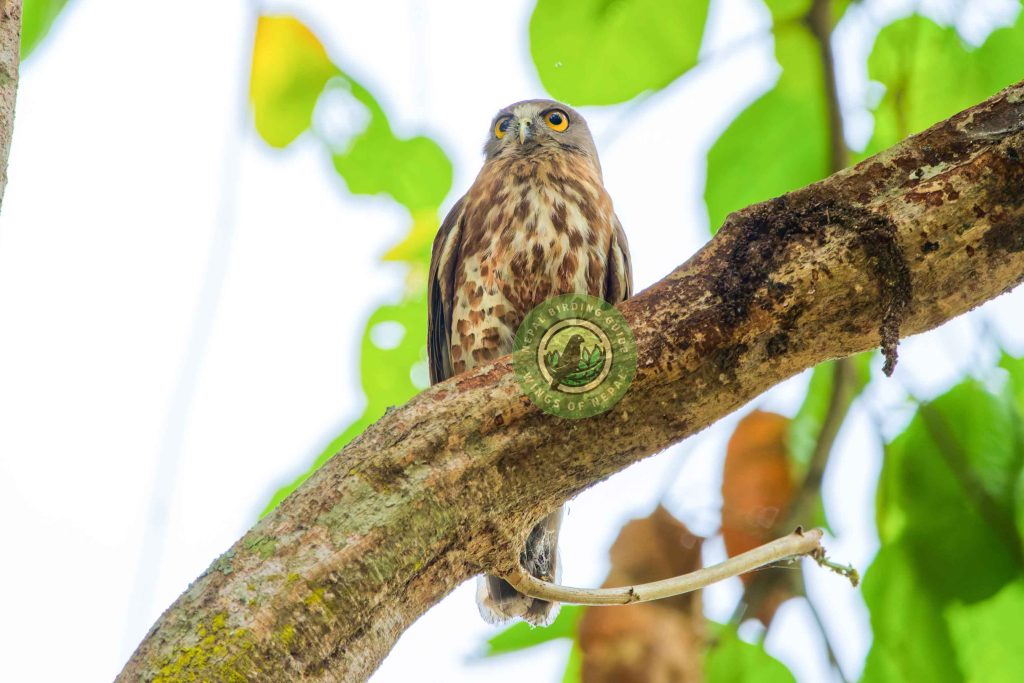 DSC02815 Nepal Birding Tour | Bird Watching Tour in Nepal