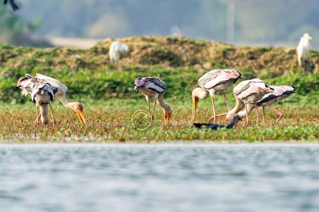 DSC07418 Nepal Birding Tour | Bird Watching Tour in Nepal
