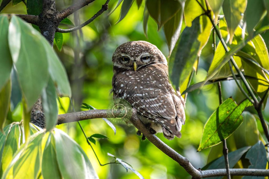 DSC08538 Nepal Birding Tour | Bird Watching Tour in Nepal