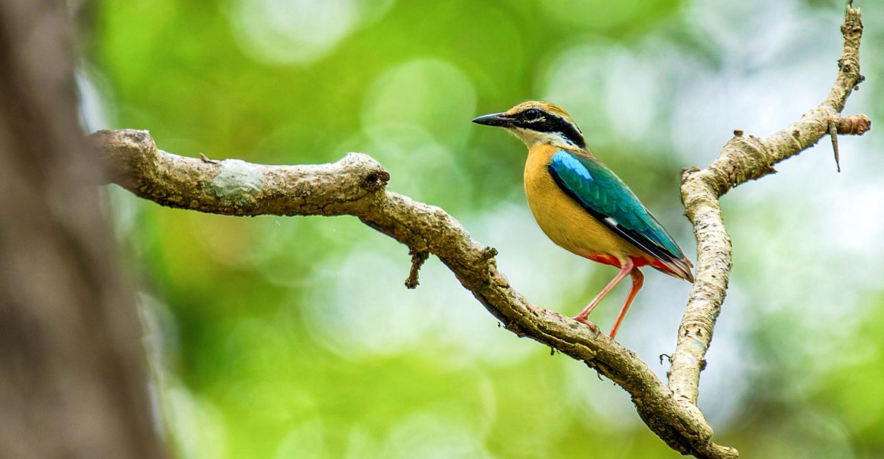 Bird Watching Tours