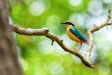 Bird Watching Tours