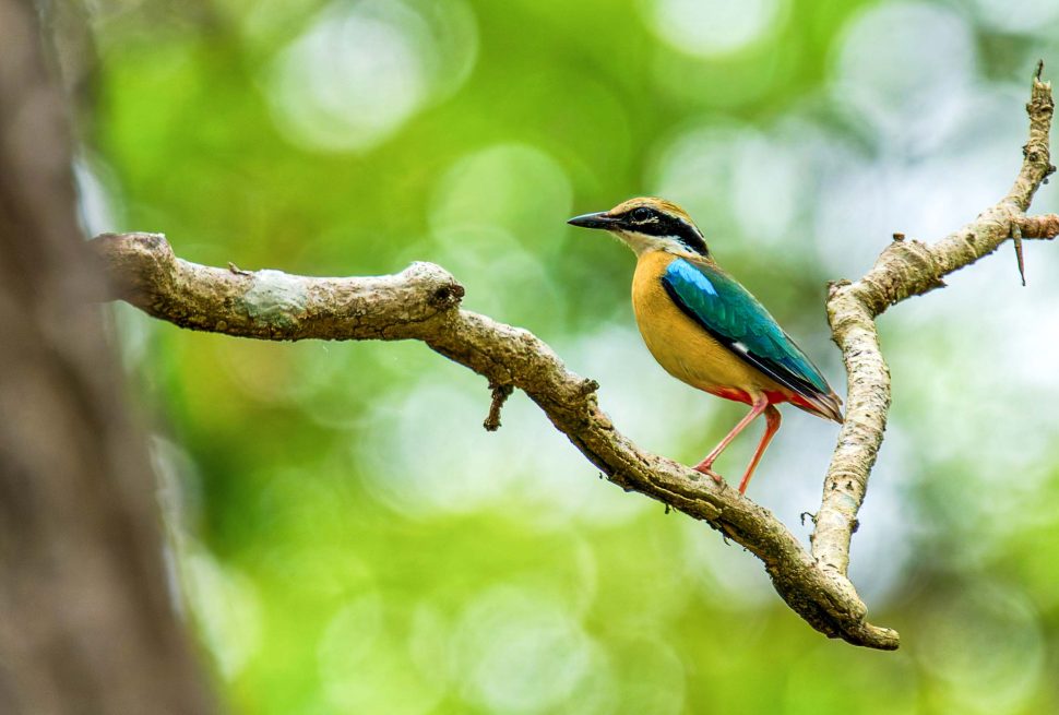 Bird Watching Tours