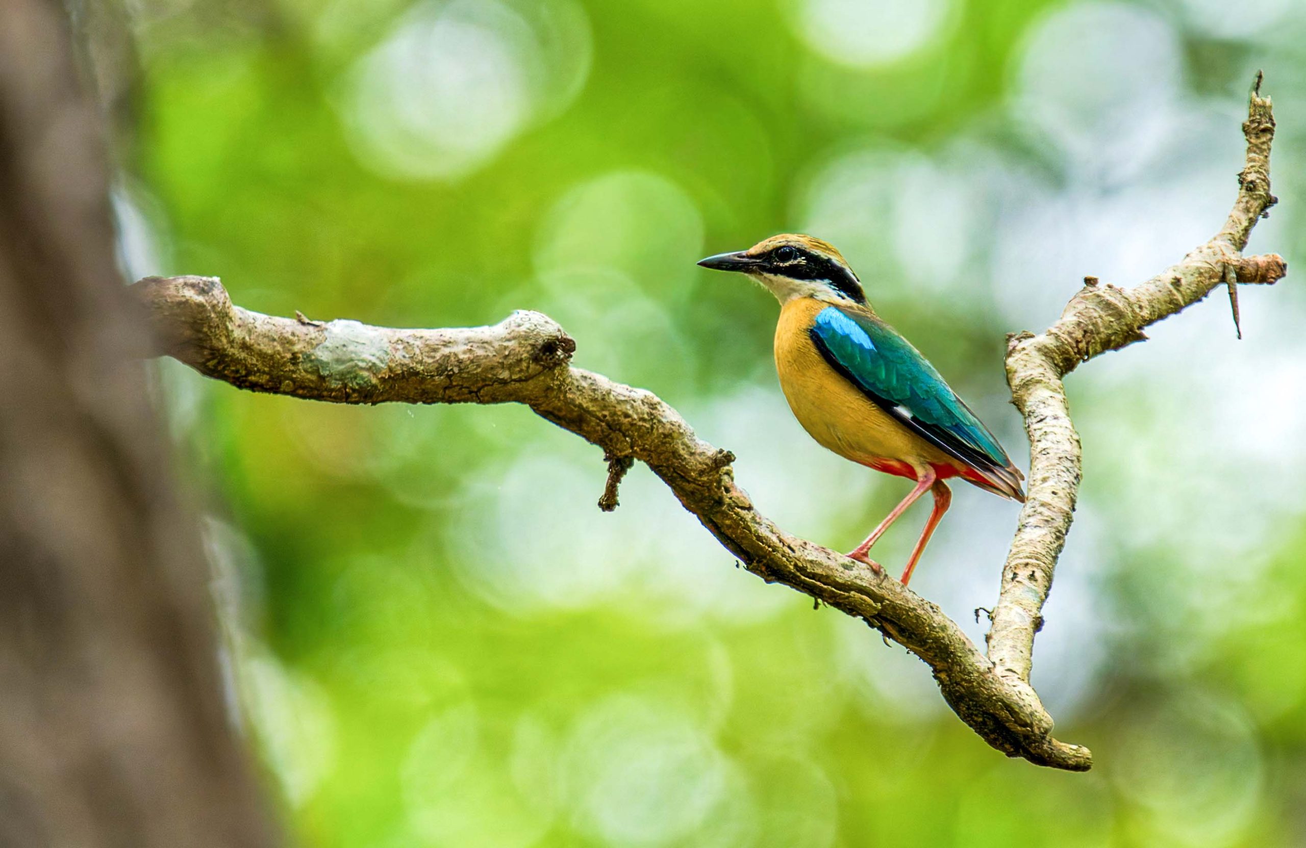 Bird Watching Tours