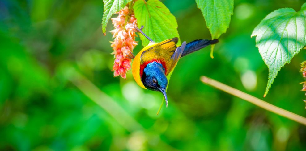 Birdwatching Tour in Kathmandu