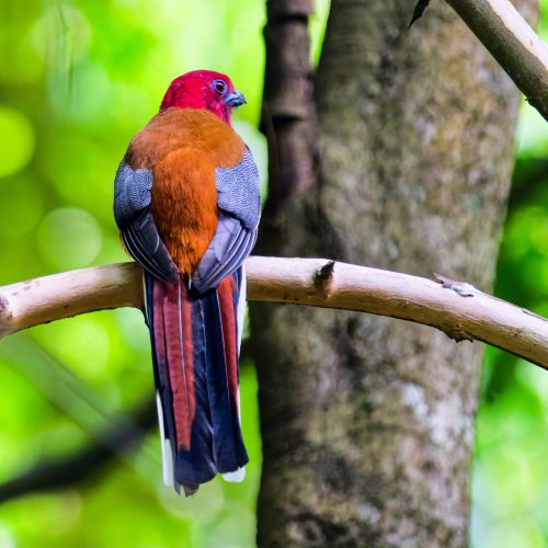 Day Birdwatching Tour in Kathmandu