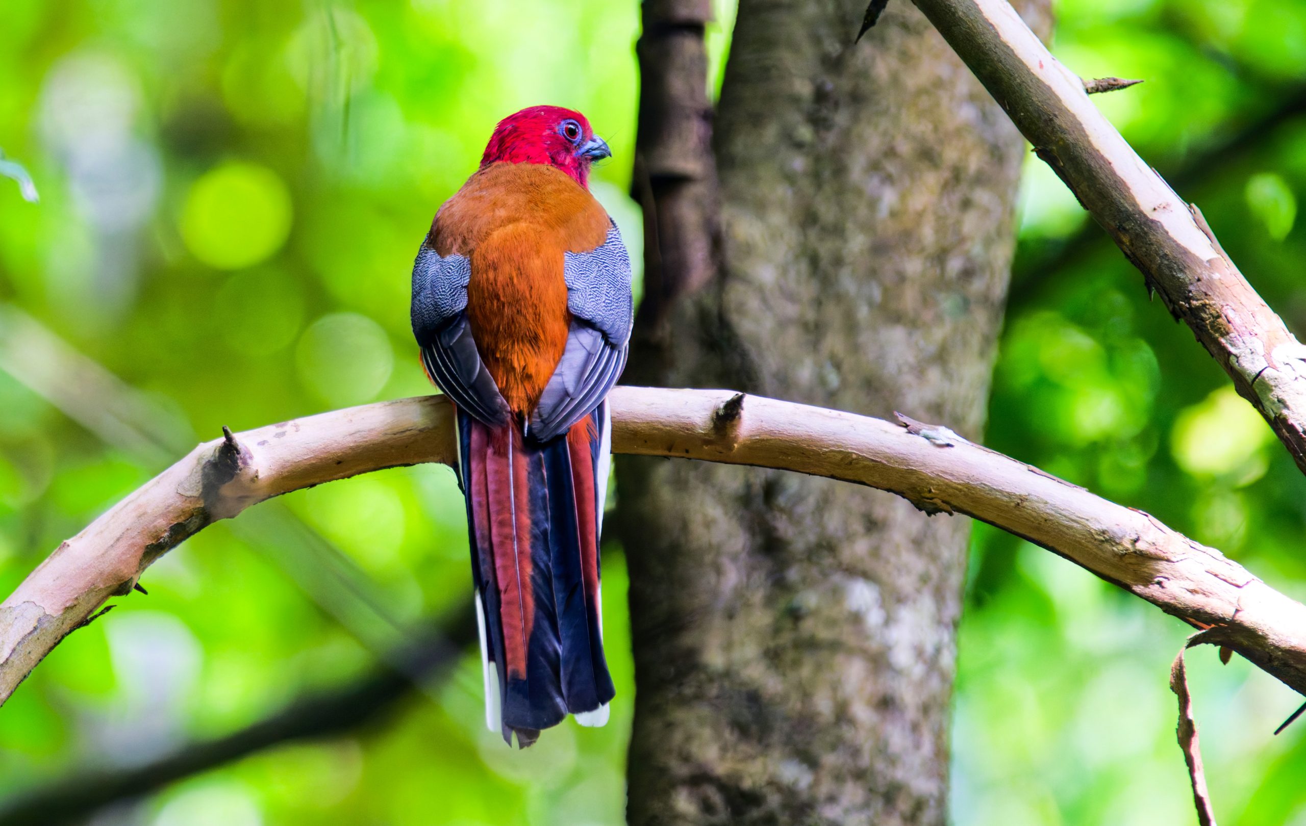 Day Birdwatching Tour in Kathmandu